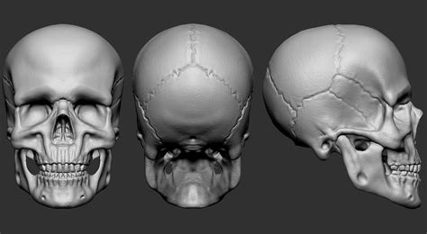 3D Skull Model