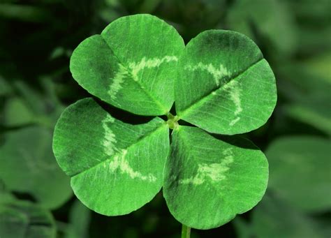 4-leaf clover image 3