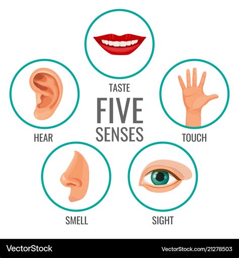 5 Senses Image