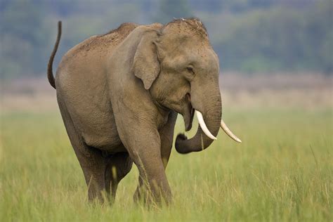 Asian Elephant in Forest