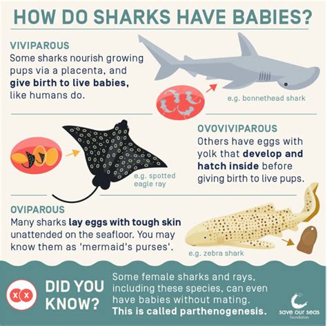 Baby Shark Development