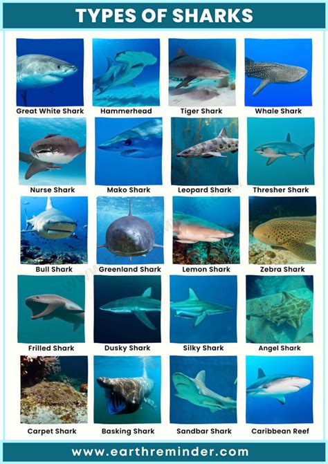 Types of Baby Shark Printables