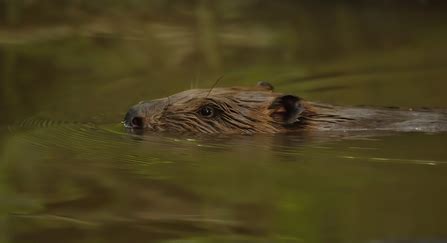 Beaver FAQs