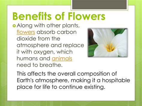 Benefits of Flower Rain Ppt Templates