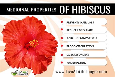 Benefits of Using Hibiscus Templates