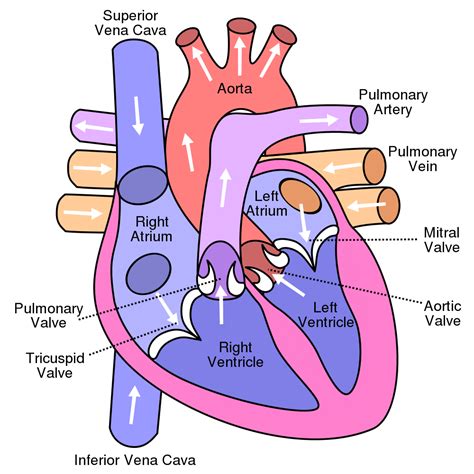 Benefits of Using Printable Heart Diagrams