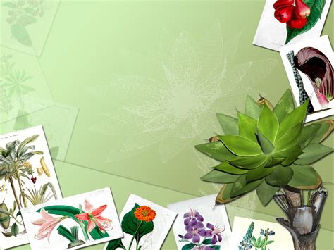 Botany Science Templates