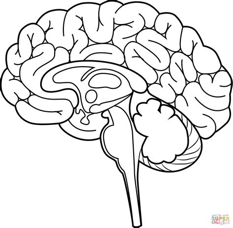 Brain Coloring Pages for Adults