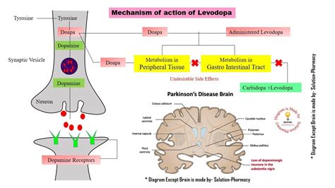 Description of Carbidopa Levodopa Mechanism