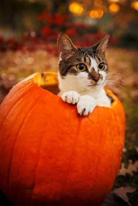 Cat Tail Pumpkin