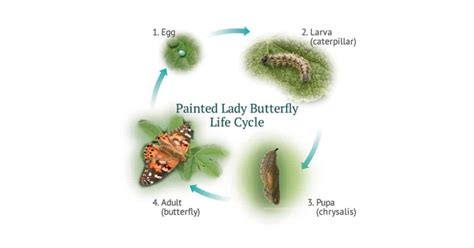 Caterpillar Life Cycle