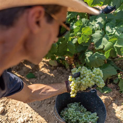 Cava Harvest Description