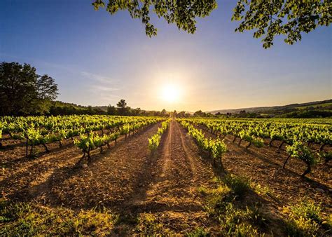 Cava Vineyard Description