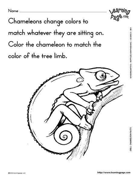 Chameleon Worksheets