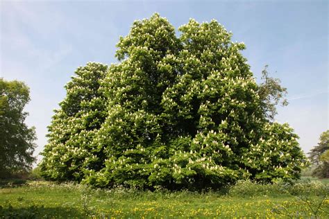 Chestnut Tree Forest