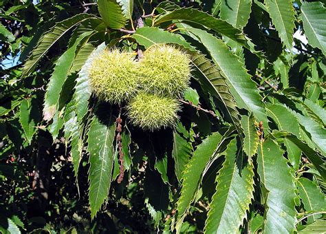 Chestnut Tree Flowers