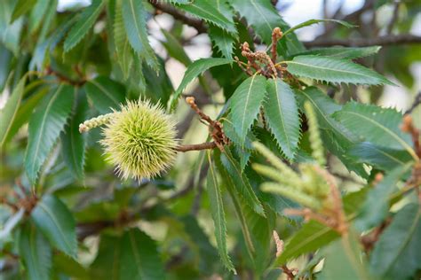 Chestnut Tree Fruits