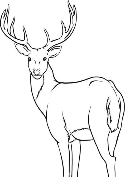 Tips for selecting the best deer coloring pages for fun and learning