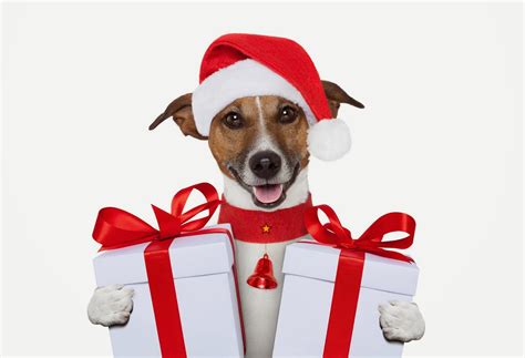 Christmas Gift Ideas for Pets