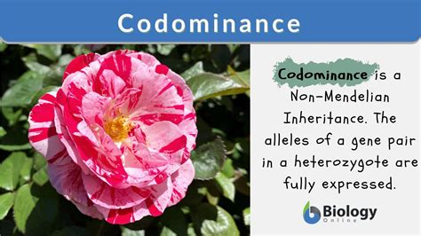 Codominance Examples