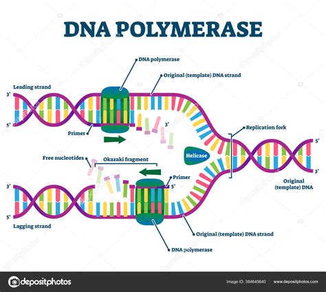 DNA Polymerase Enzyme