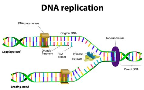 DNA Replication Process