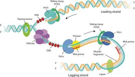 Mechanism of DNA Replication