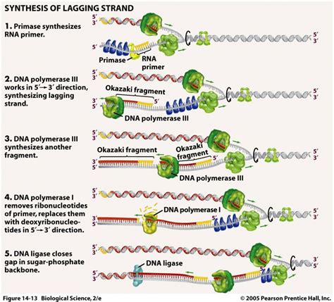 DNA Replication Process