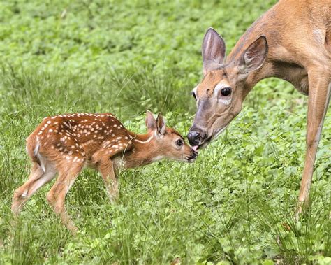 Deer and fawn coloring page