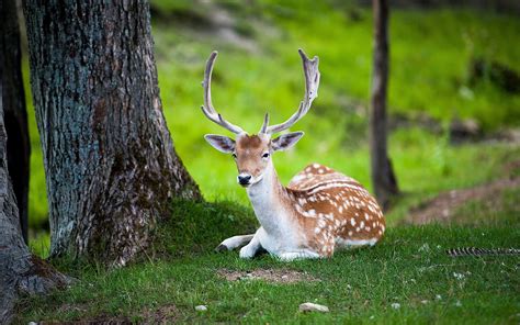 Deer and trees coloring page