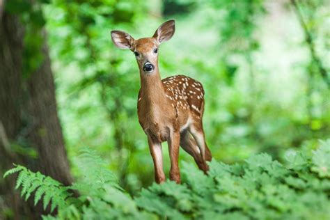 Deer in forest coloring page