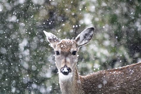 Deer in snow coloring page