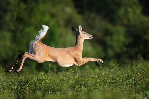 Deer jumping coloring page