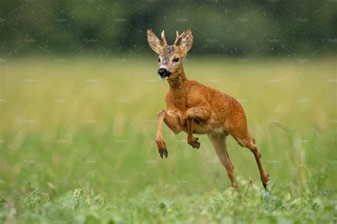 Deer running coloring page