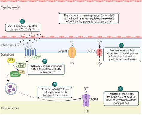 Desmopressin Mechanism