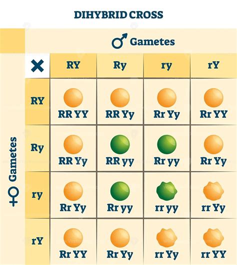 Dihybrid Cross