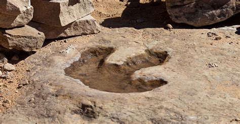 Dinosaur Footprints