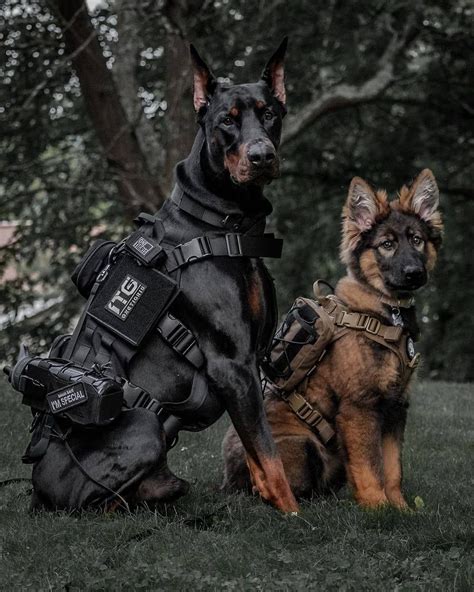 Doberman Military Dog in Action