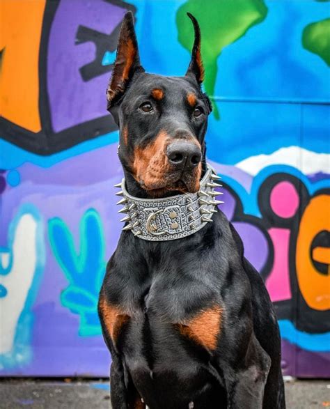 Doberman Military Dog in Training