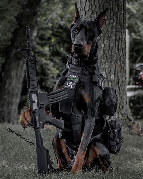 Doberman Military Dog in Action