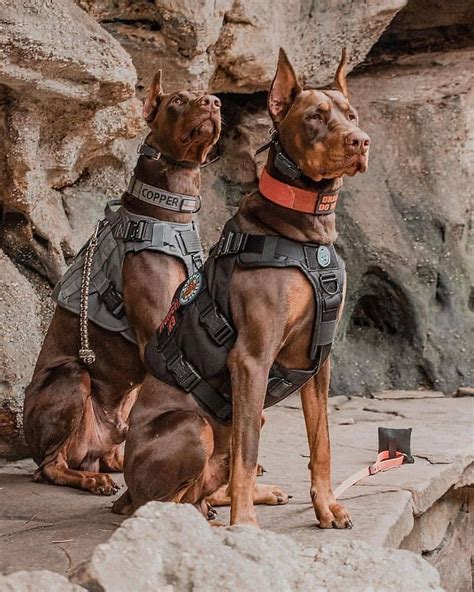 Doberman Military Dog on Patrol