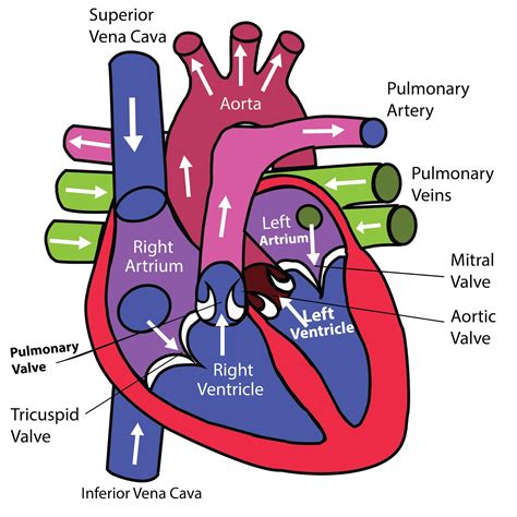 Function of the Heart