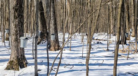 The Future of Maple Syrup Production