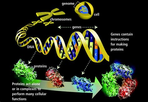 Genetics Concepts