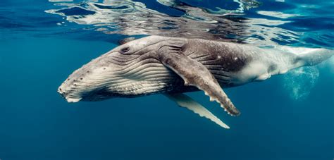 Gray Whale