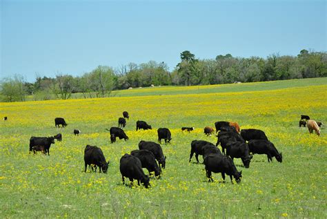 Grazing Lease Tips