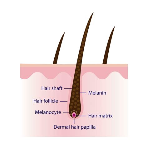 Understanding Hair Anatomy for Shear Excellence