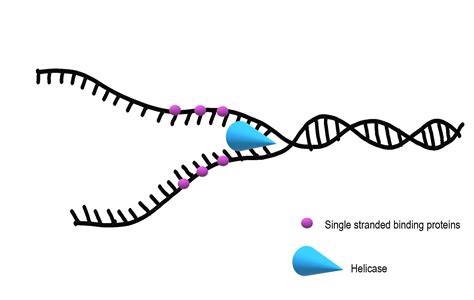 Helicase Enzyme