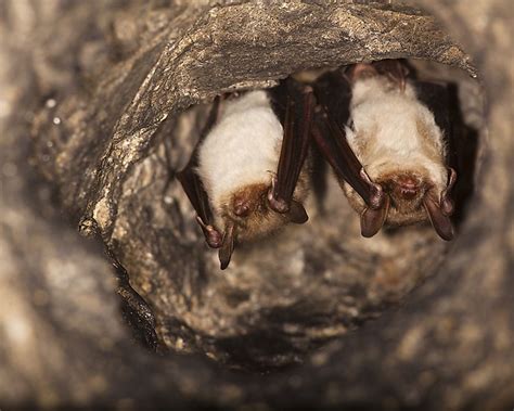 Hibernation Bats