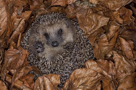 Hibernation Hedgehogs